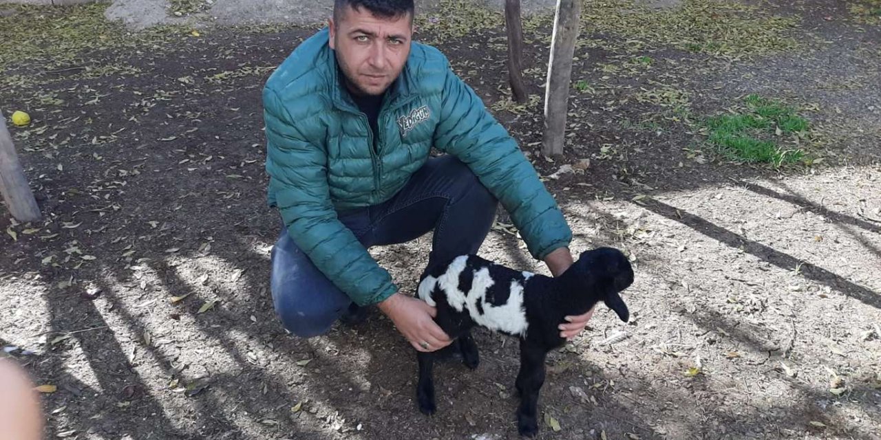 Allah lafzı yazılı kuzu ilgi odağı oldu