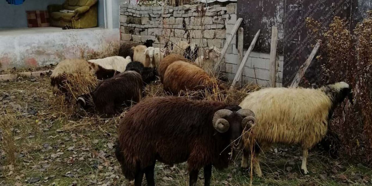 Ağrı’da yakalanan koyun hırsızları serbest bırakıldı