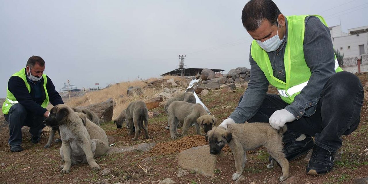 Şanlıurfa’da sokak hayvanları unutulmadı