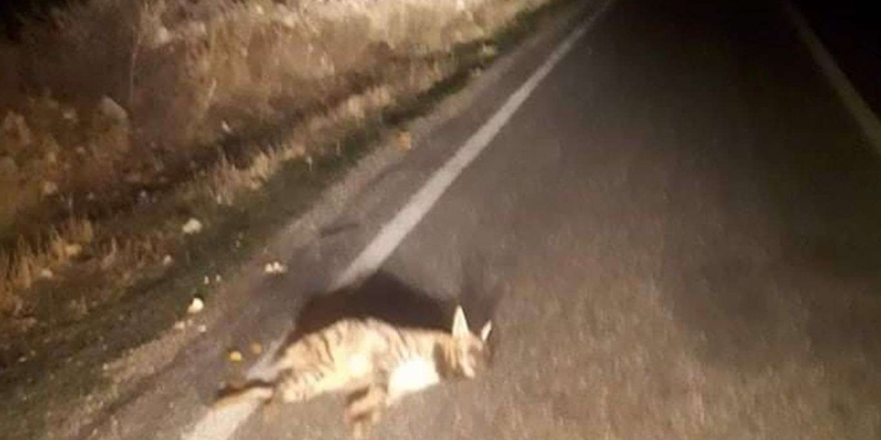 Adıyaman'da nesli tükenmekte olan çizgili sırtlana araç çarptı