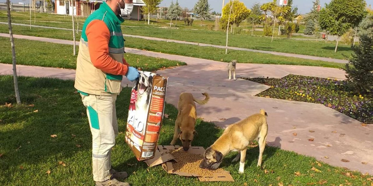 Malatya’da havaların soğumasının ardından sokak hayvanları unutulmadı