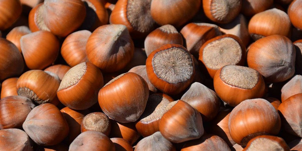 Fındık alım süresi uzatıldı