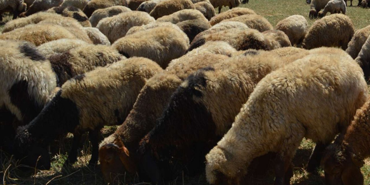 Bakan Pakdemirli, koyunları telef olan Tekin çiftine yardımda bulundu