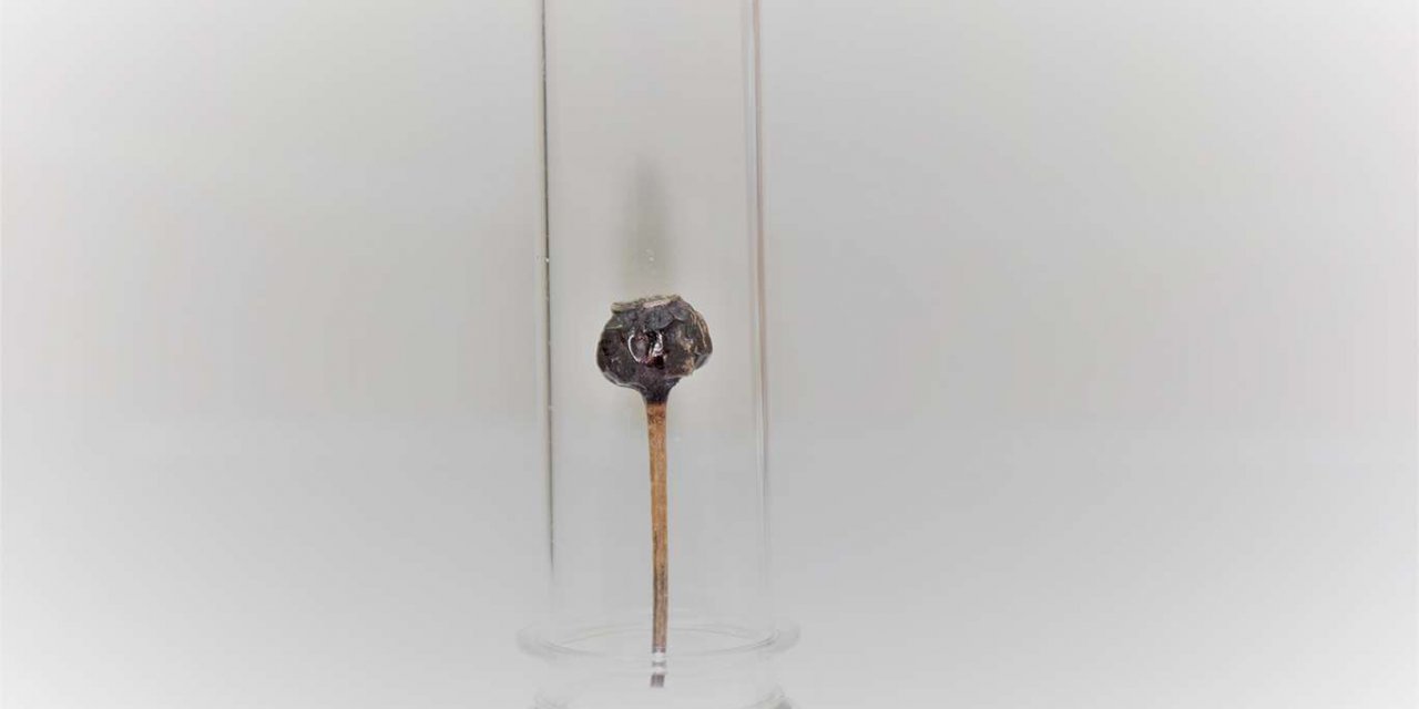 Şimşek enerjisiyle bütünleşen gülü müzeye bağışlamak istiyor