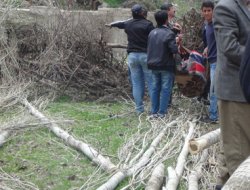 Siirt`te ağaç devrildi: 1 ölü