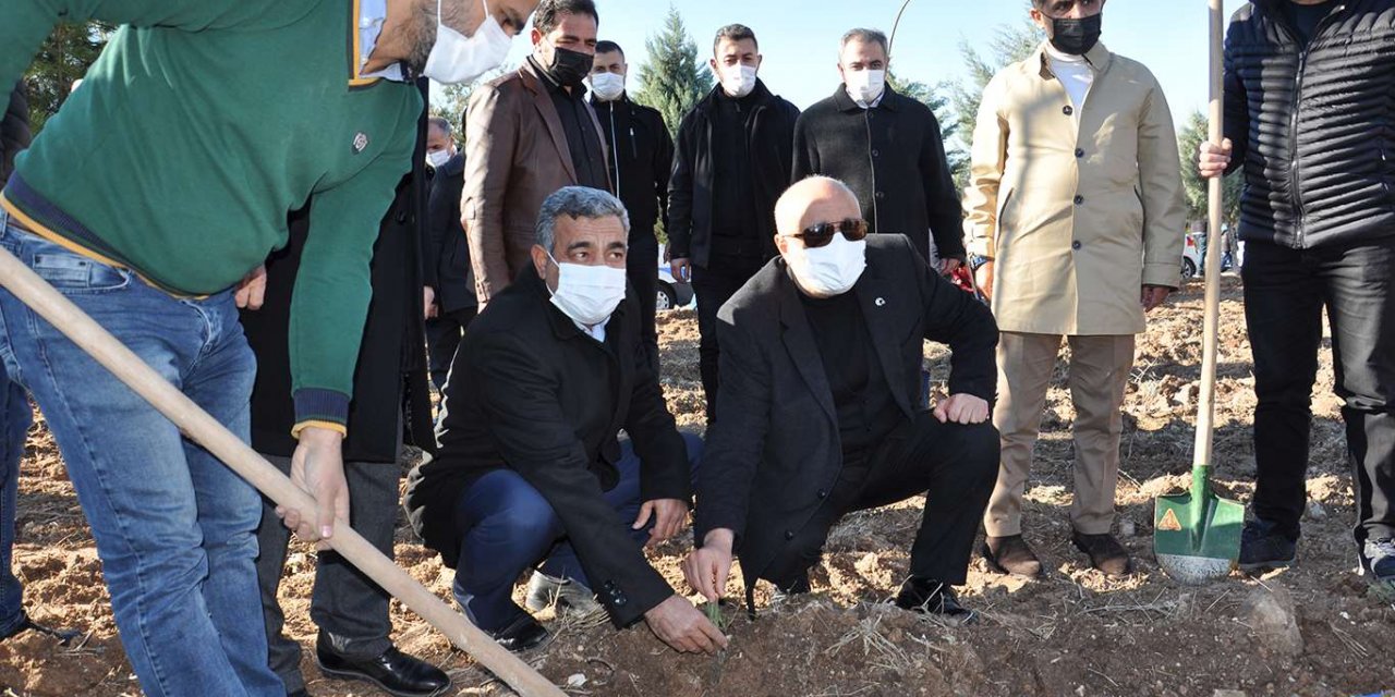 “Şehit Yasin Börü Ormanı”na 20 bin lavanta fidanı dikildi