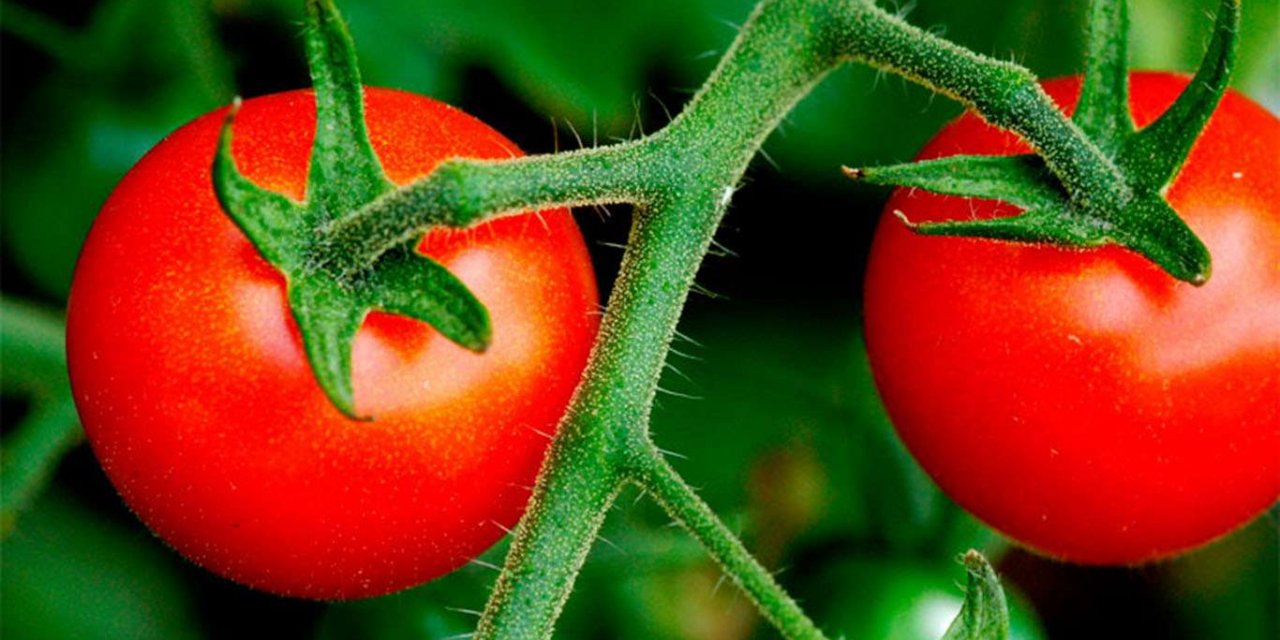 Bitkisel üretim bir önceki yıla göre arttı