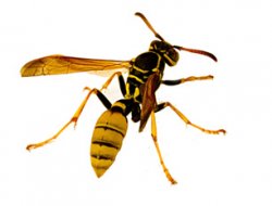 Yaban arıları en iyi çiçek için mantık yürütüyor