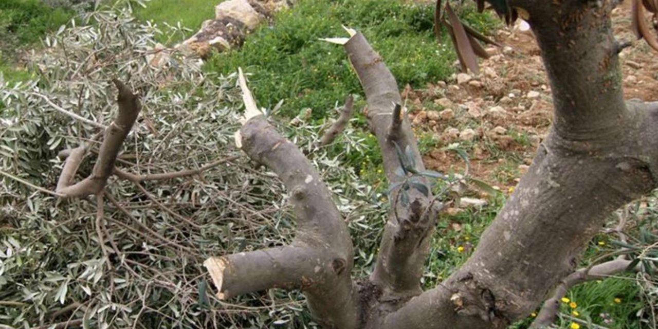 Zionist occupation forces uproot dozens of olive trees in Bethlehem