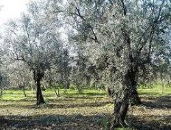 Zeytinlikler İçin Yeni Dönem