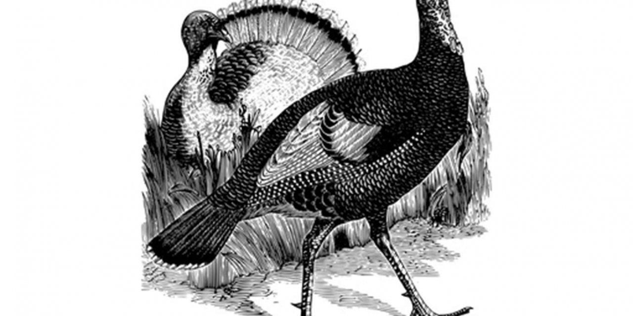 Şükran Günü mü, Yas Günü mü? Yılbaşı'nda neden hindi kesilir? Bu gelenek nereden geliyor?