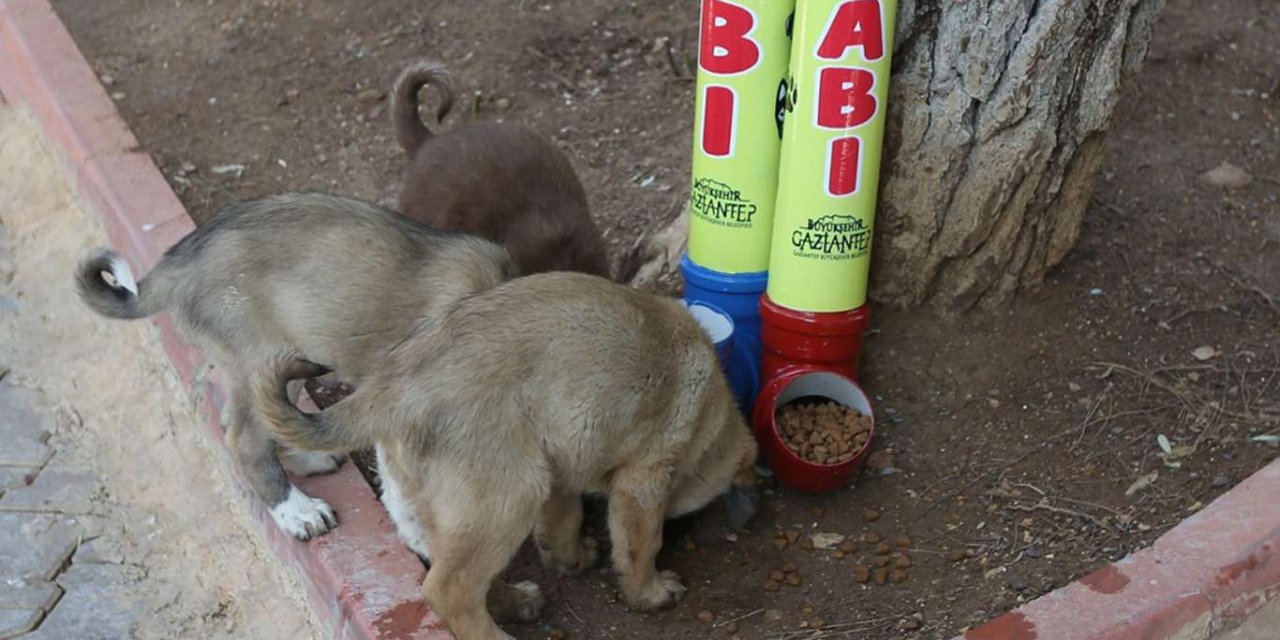 4 günlük kısıtlamada sokak hayvanları aç ve susuz bırakılmayacak