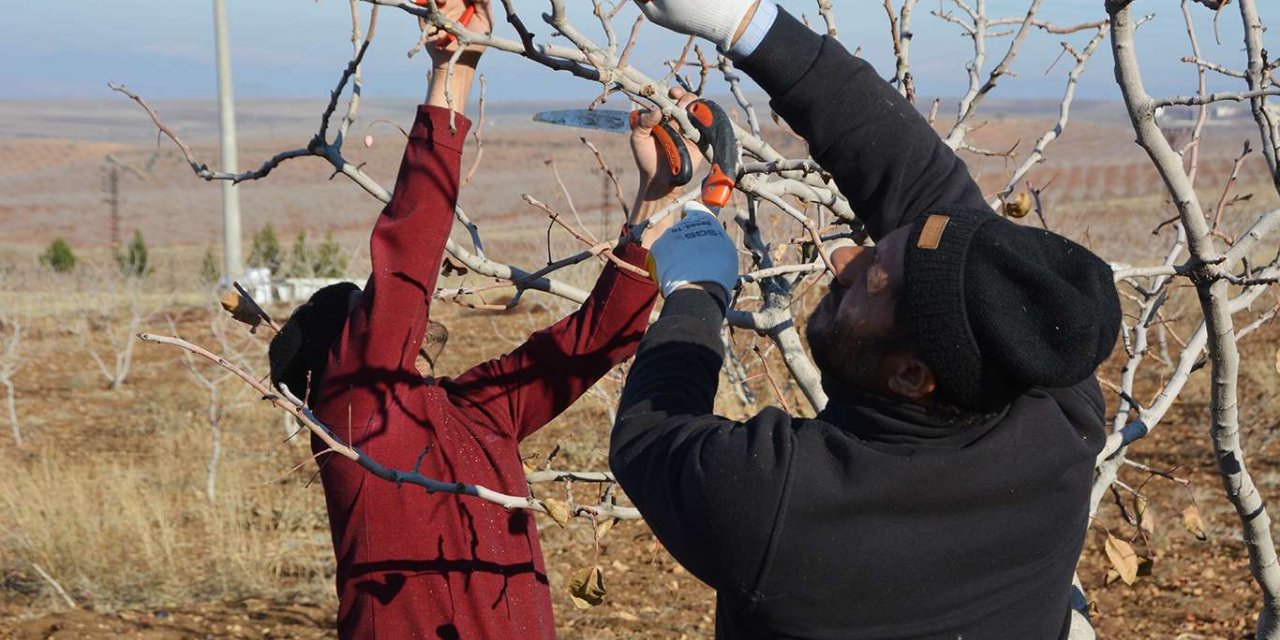 Batman’da çiftçiler fıstık ağaçlarının budama işlemlerine devam ediyor