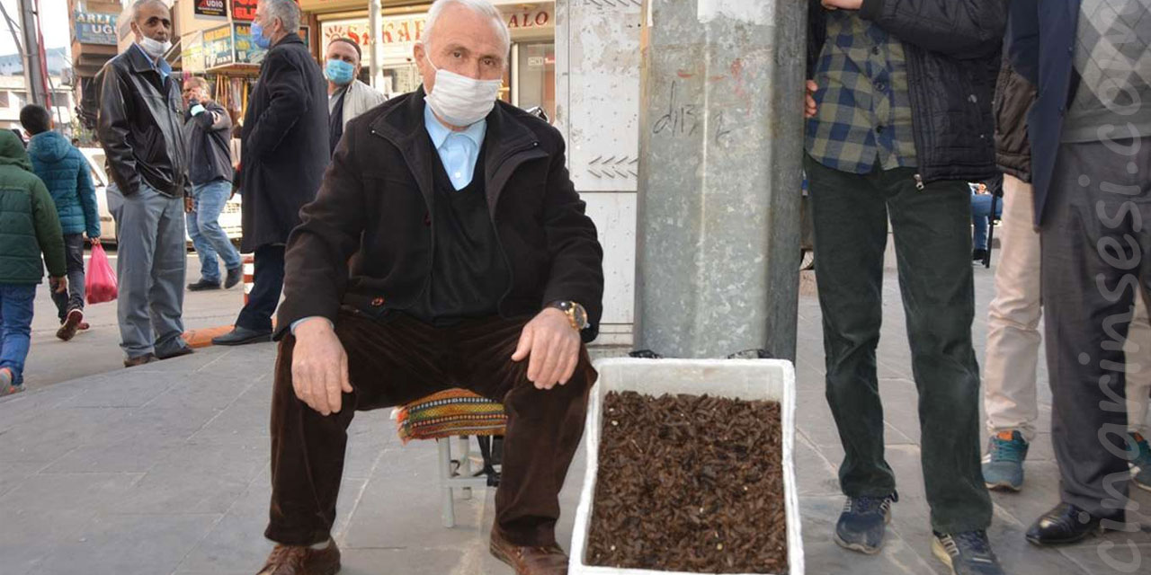 Şifa kaynağı topalak bitkisi geçim kaynağı oldu