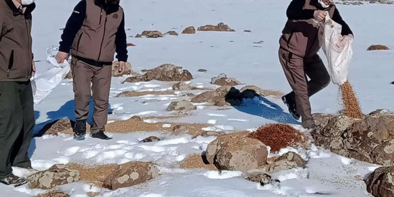 Kar yağışının olduğu yüksek yerlere yaban hayvanları için yem bırakıldı