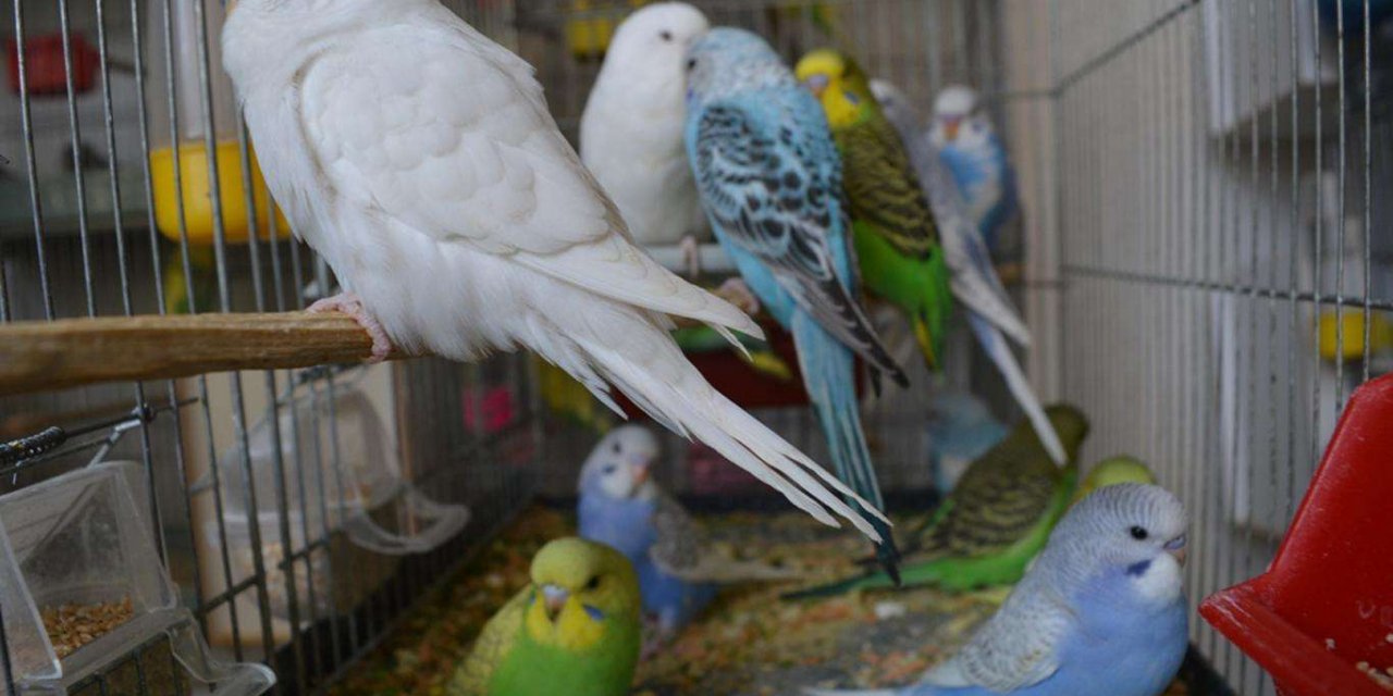 Evlerde beslenen kuşlar alerjik reaksiyona neden olabilir