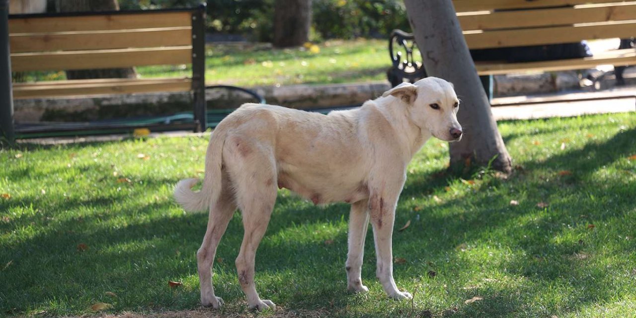 Şehir merkezinde dolaşan sokak hayvanları korkuya neden oluyor