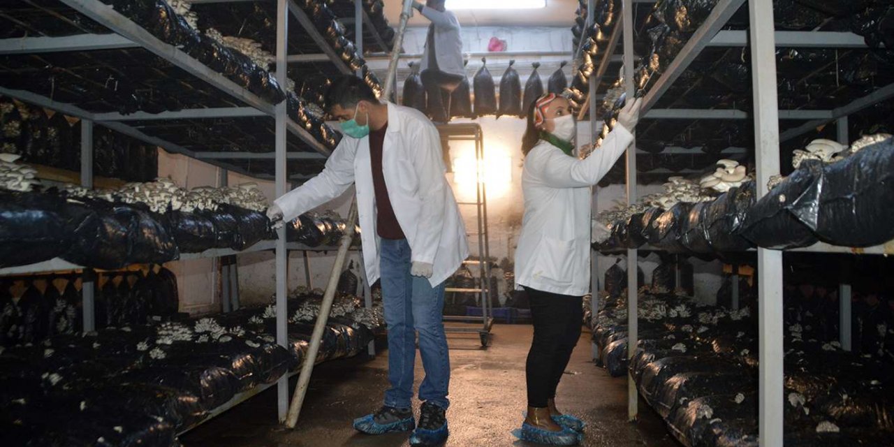 Ağrı'nın dondurucu soğuğunda mantar üretiyorlar