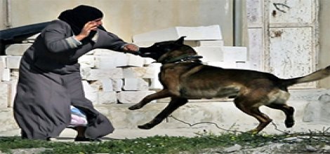 Taşları Bağla Köpekleri Sal!