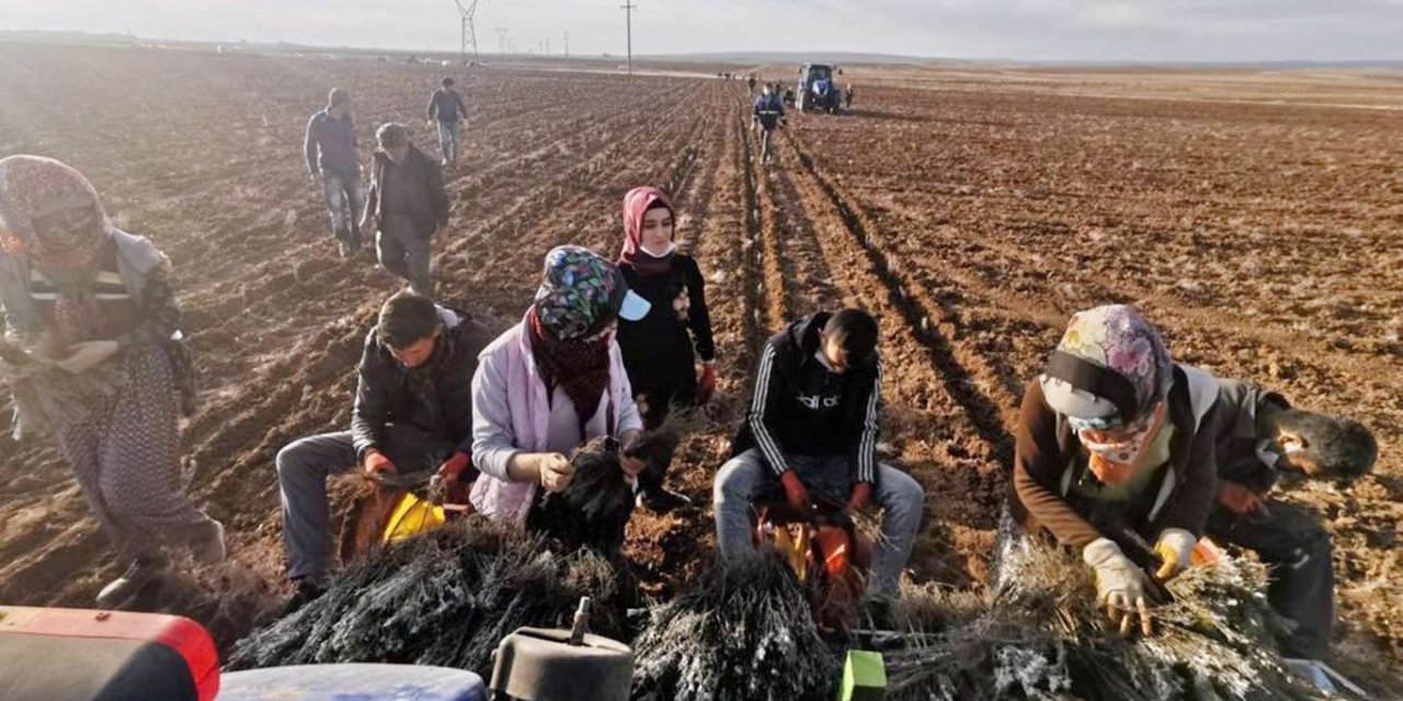 Mardin kırsalındaki kadınlar lavanta fidesi ekti