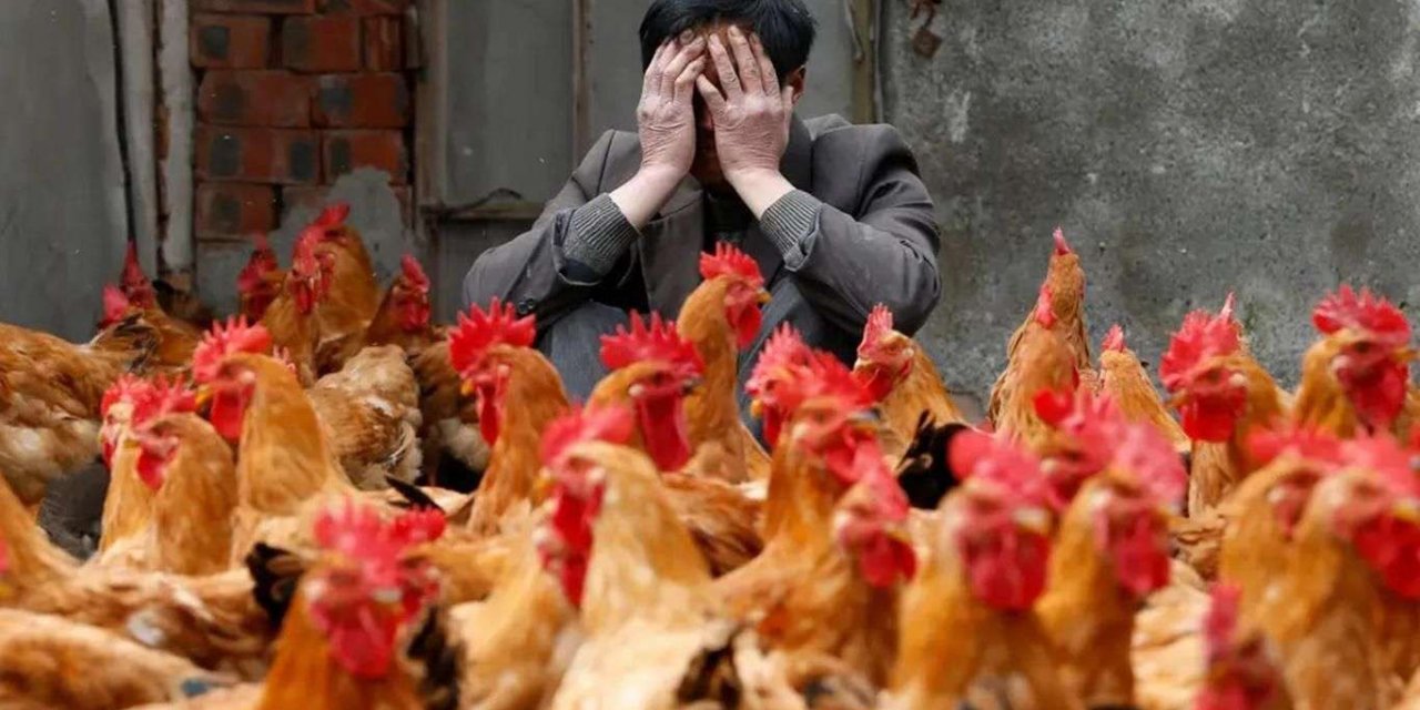 Hindistan'da kuş gribi alarmı!