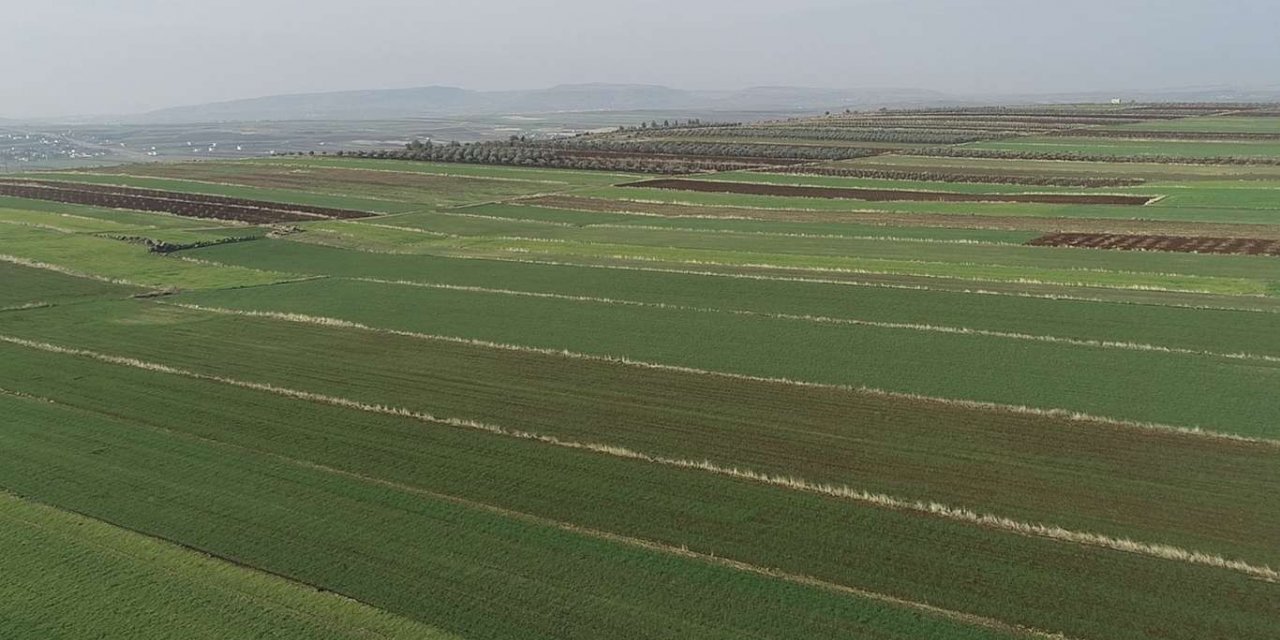 Kuraklık nedeniyle ekinler çürüme riski taşıyor
