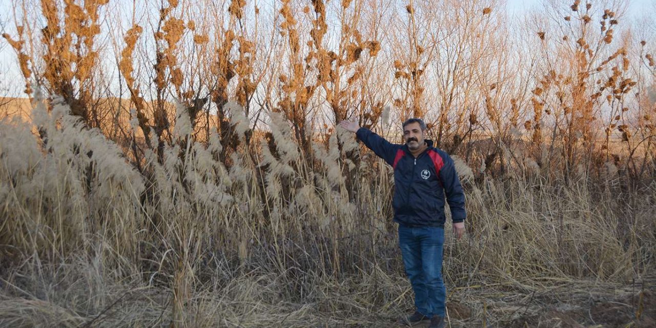 Ağaçlardaki kuş yuvaları güzel görüntü oluşturdu