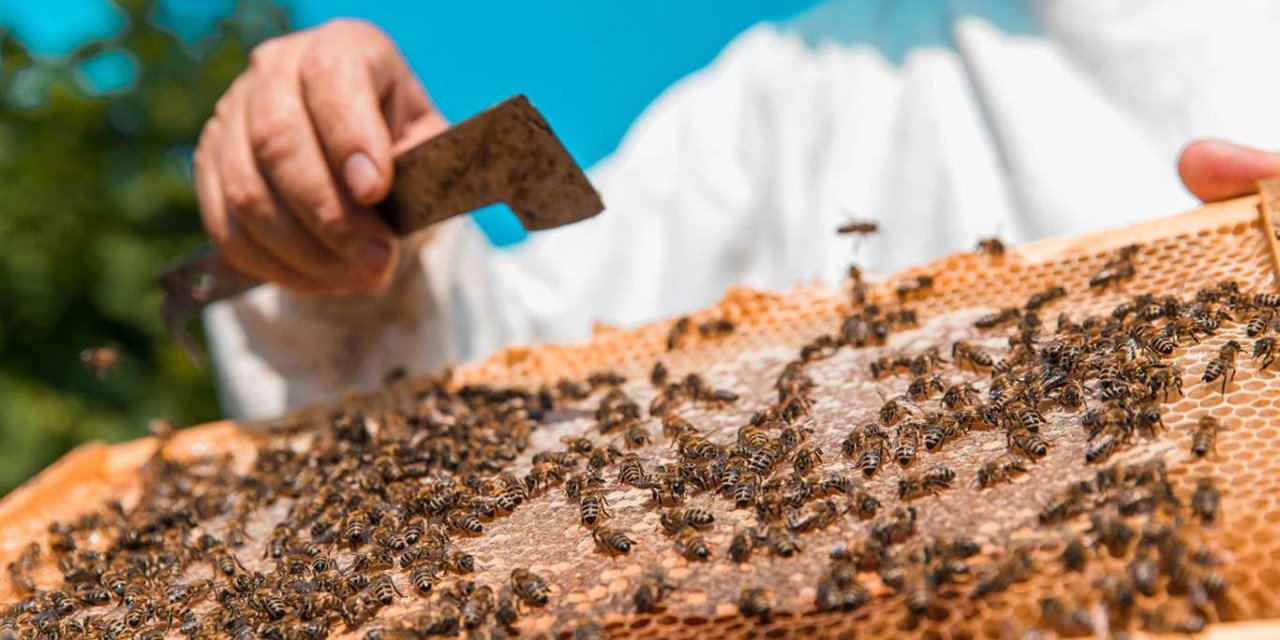 2020 yılında bal üretiminde düşüş yaşandı