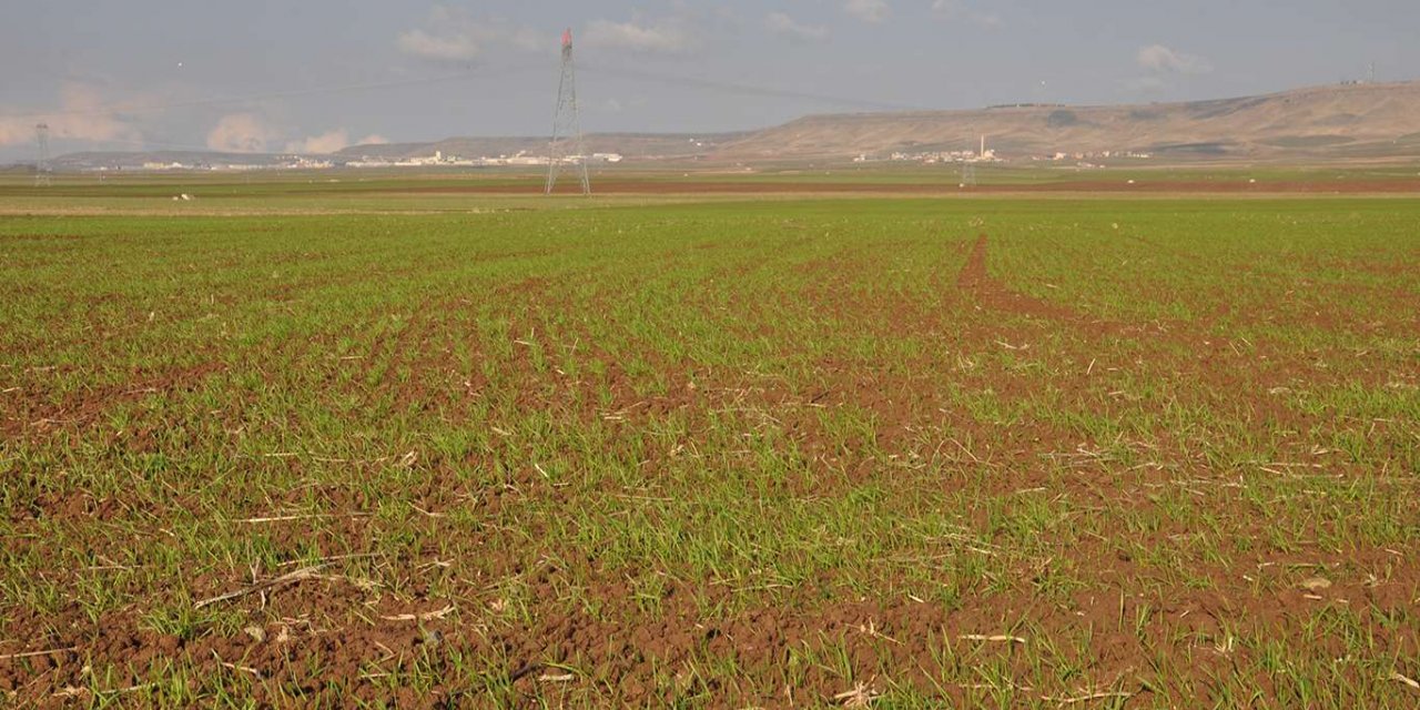 Kuraklık nedeniyle tarım sektörü ciddi tehlikeyle karşı karşıya