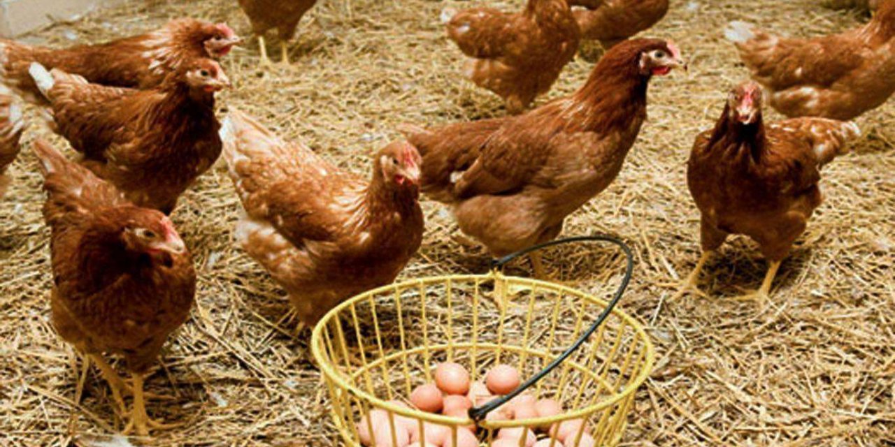 Tavuk eti ve tavuk yumurtası üretimi azaldı
