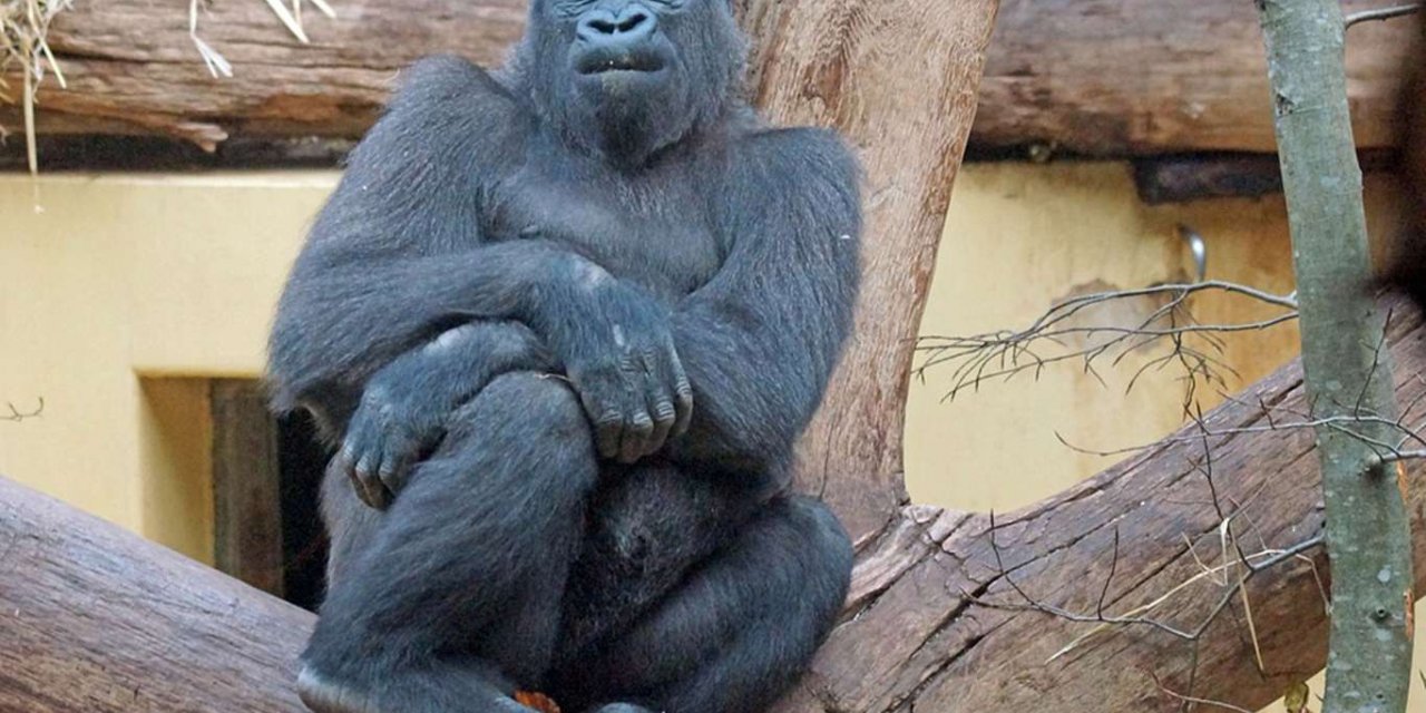 ABD'de gorillere coronavirus bulaştı