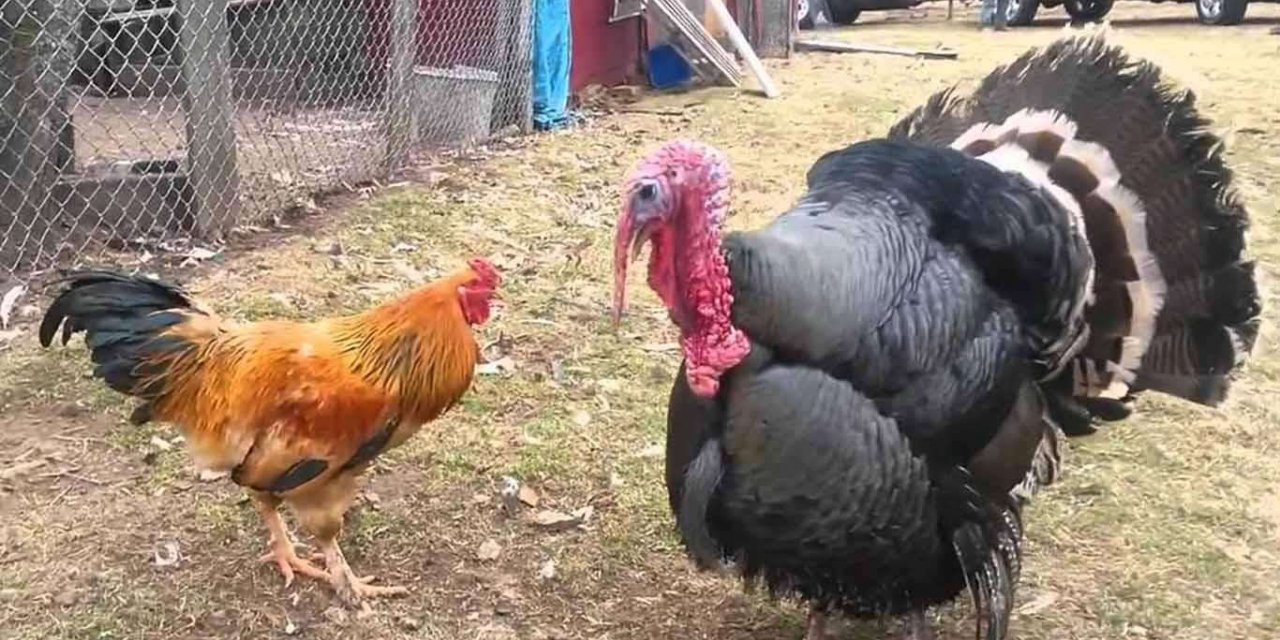 Tavuk üretimi arttı hindi üretimi azaldı