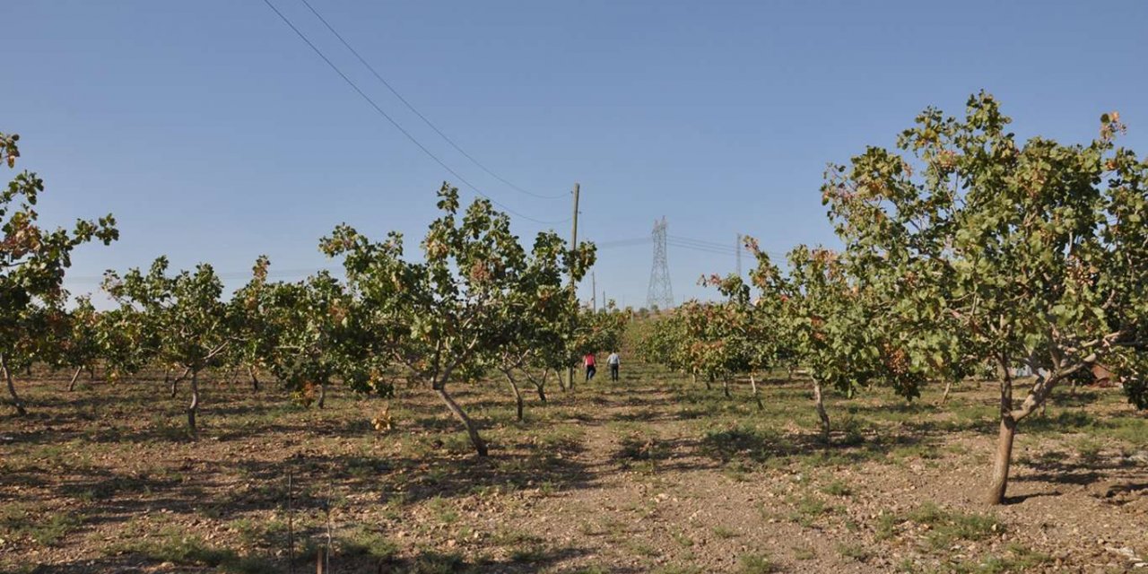 Batman’da fıstık birinci sınıf tarım arazilerine ekiliyor