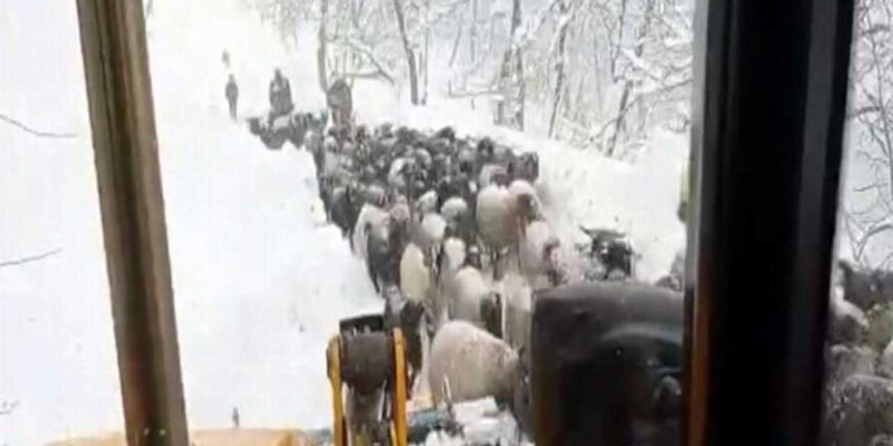 Şirvan'da karda mahsur kalan çobanlar ve koyun sürüsü kurtarıldı