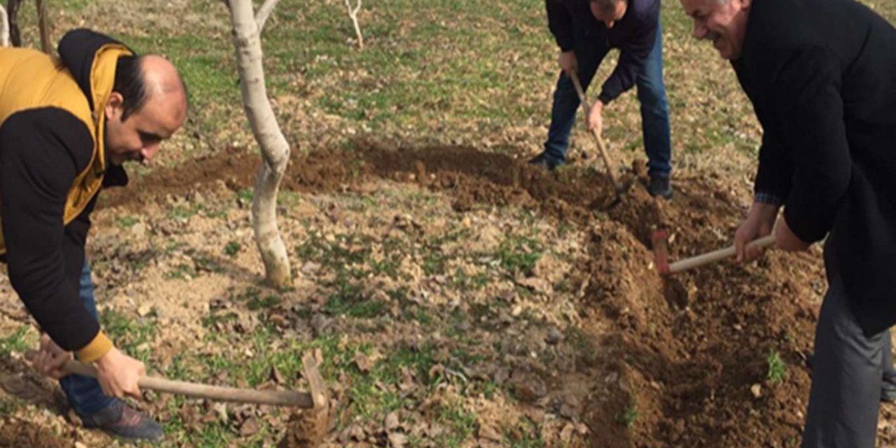 Fıstıkta gübrelemenin önemi ve uygulama yöntemi
