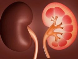 Böbrek için kritik 6 belirtiye dikkat!