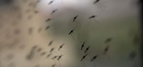 Sivrisinekler 45 kişiyi öldürdü