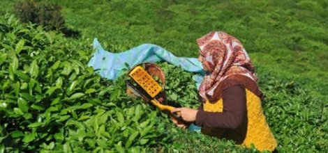 ÇAYKUR tarihinin ilk grevine başladı!