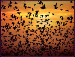 Çin'de kuş gribinden ölenlerin sayısı 22'ye yükseldi