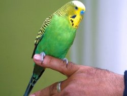 Muhabbet kuşu Sofi İhlas suresini eksiksiz okuyor video