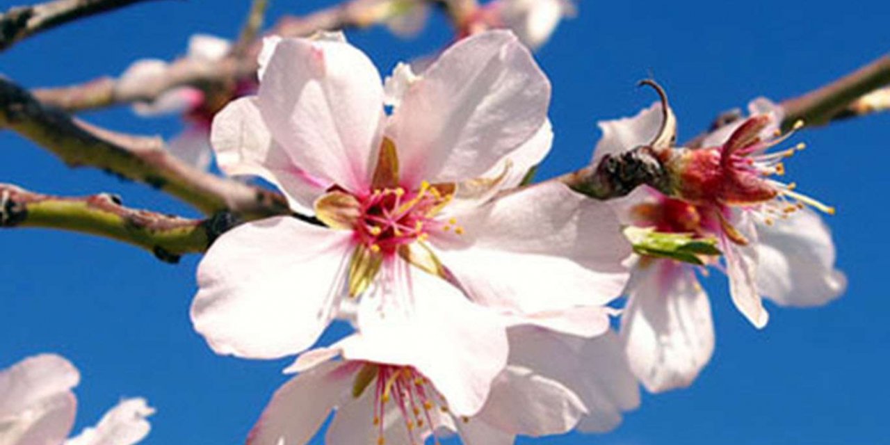 The first Cemre falls to air, according to Anatolian folklore