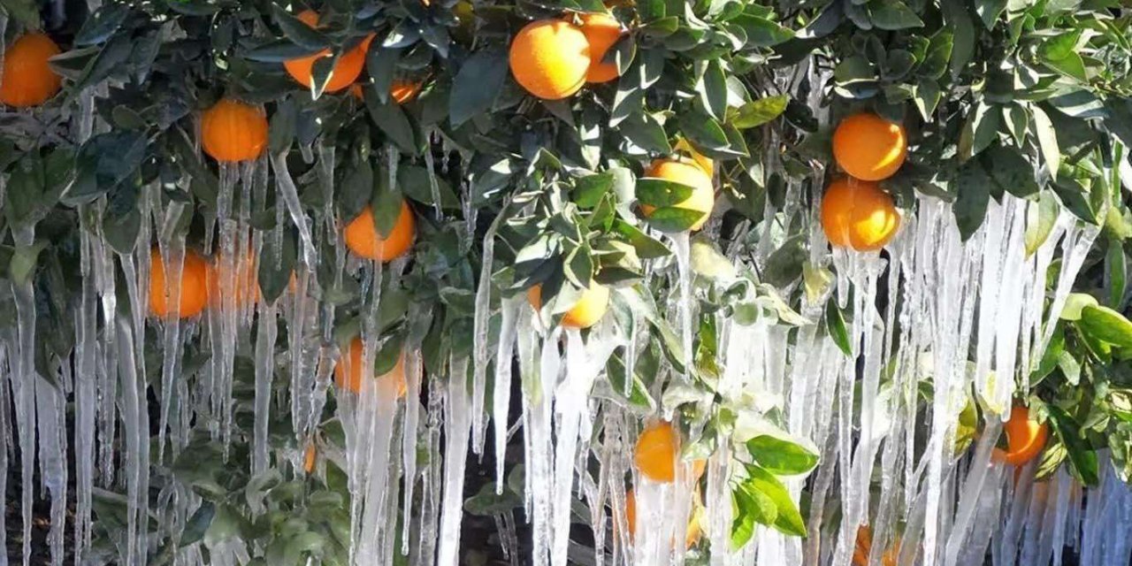 Meteorolojiden zirai don uyarısı