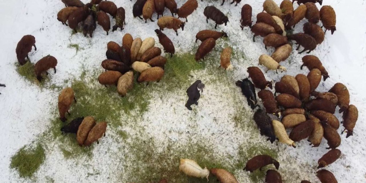 "5 Yılda 750 bin Koyun" projesi meyvelerini vermeye başladı