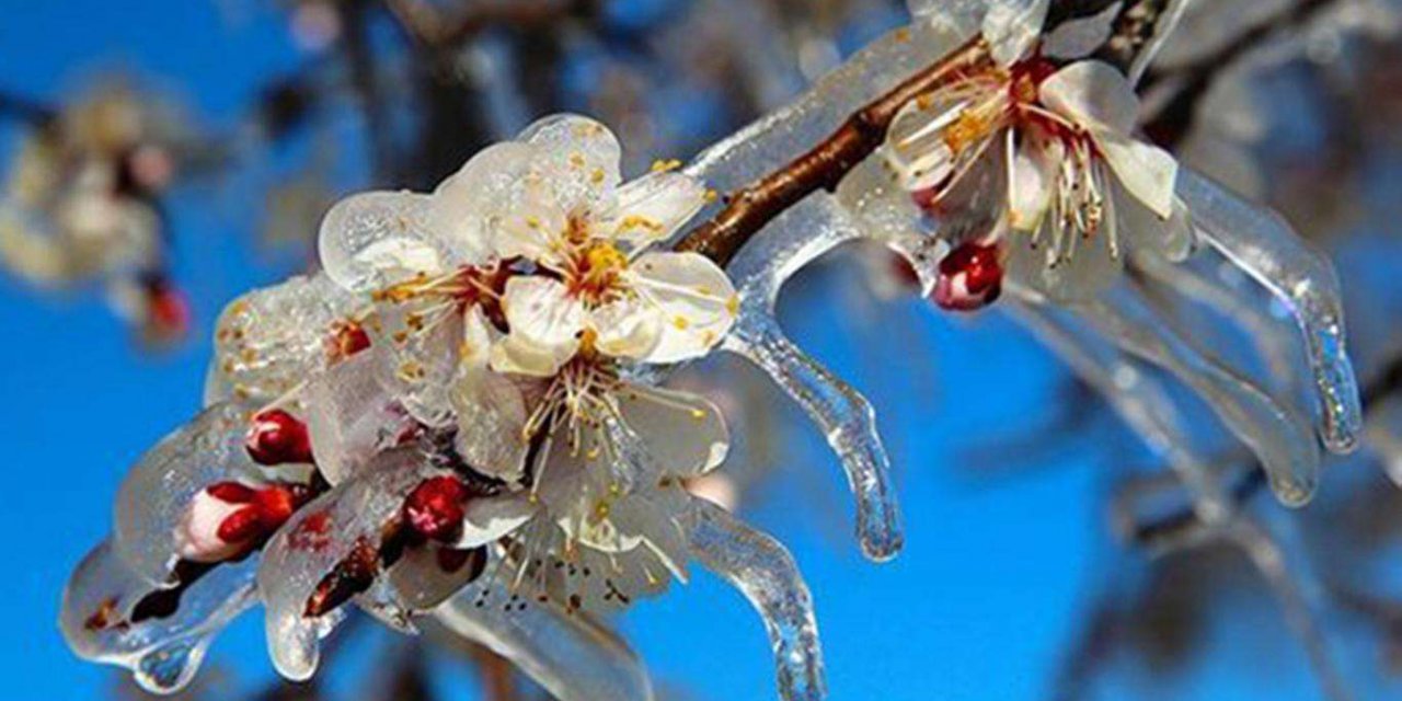 Meteorolojiden zirai don uyarısı