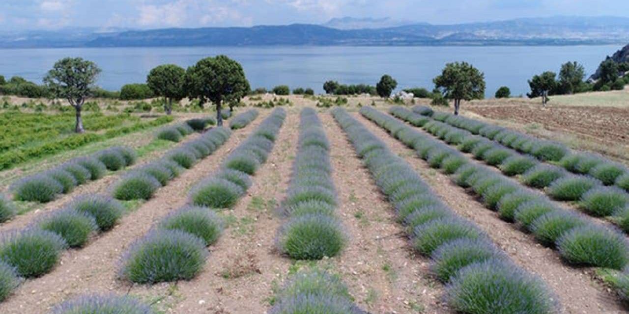 TBMM'de tıbbi ve aromatik bitki çeşitliliğinin korunması görüşmeleri başladı