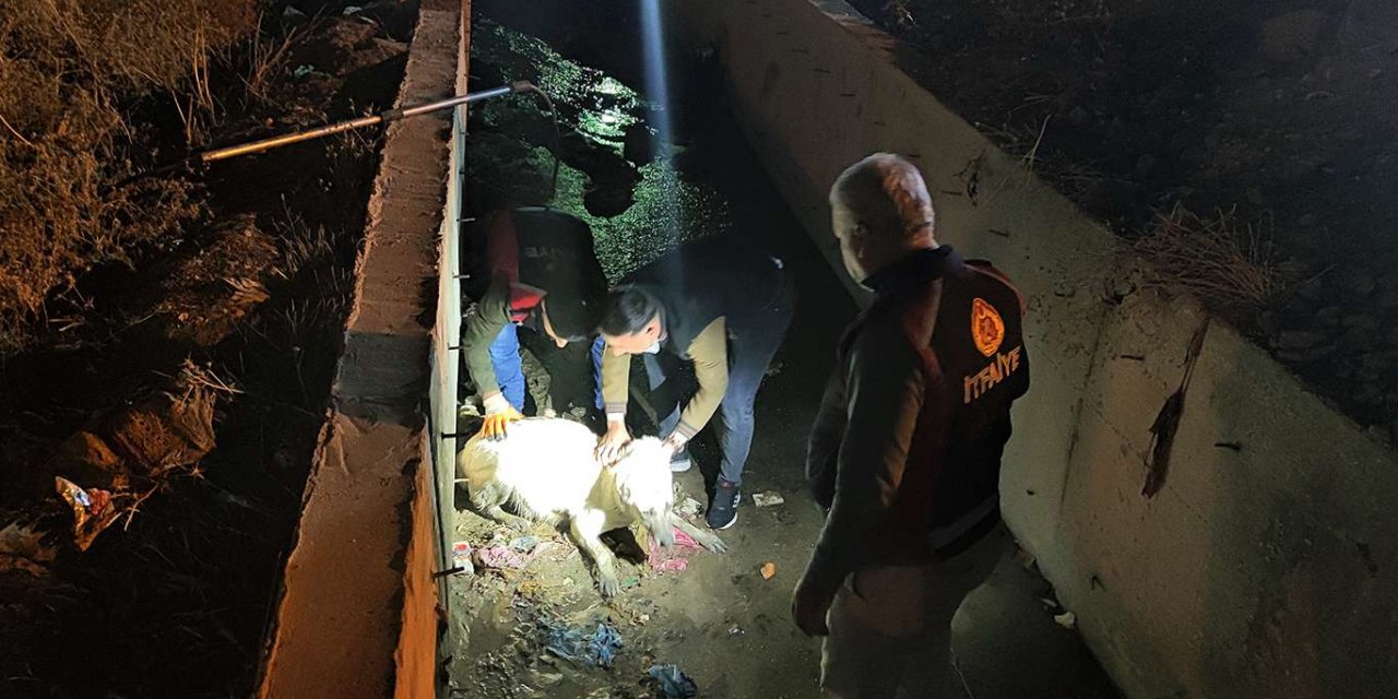 Kanalda mahsur kalan hamile köpeği itfaiye ekibi kurtardı