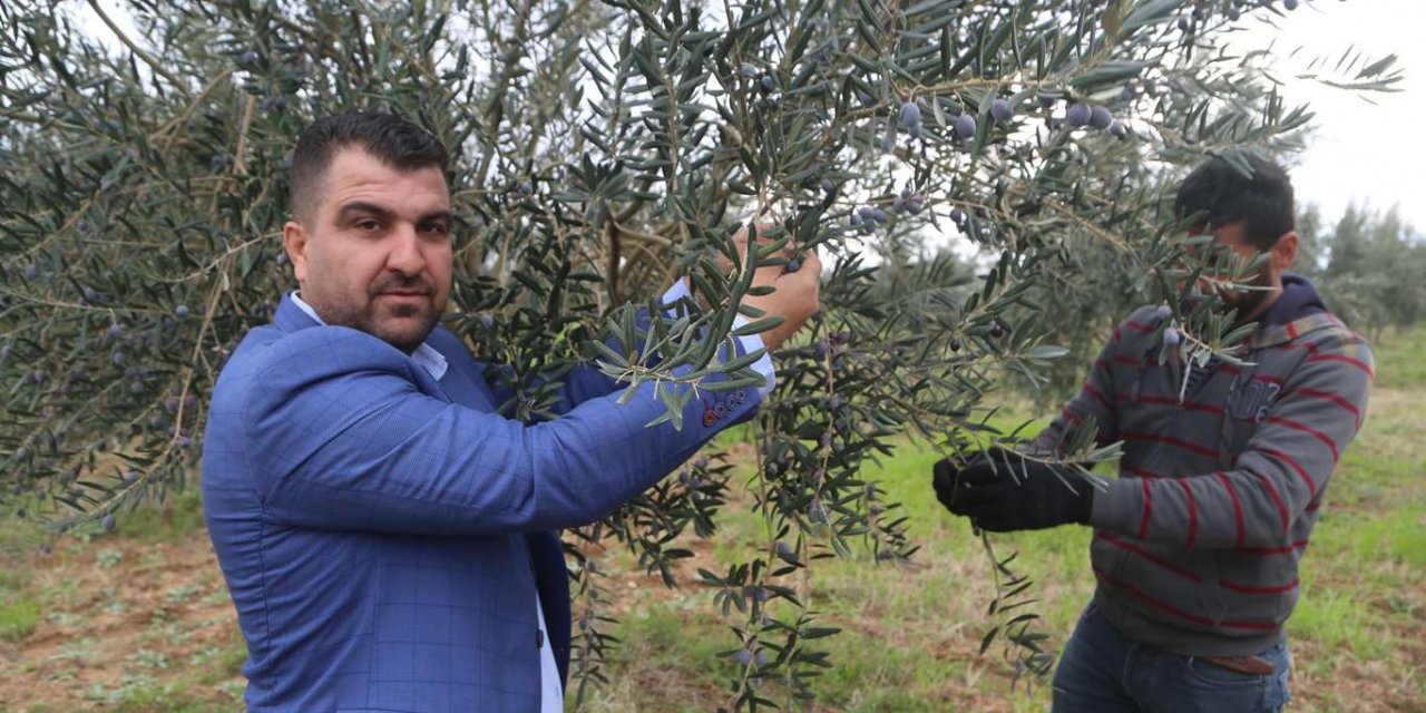 Zeytin bahçesiyle istihdam sağlayan örnek çiftçi kendi markasıyla zeytinyağı üretiyor