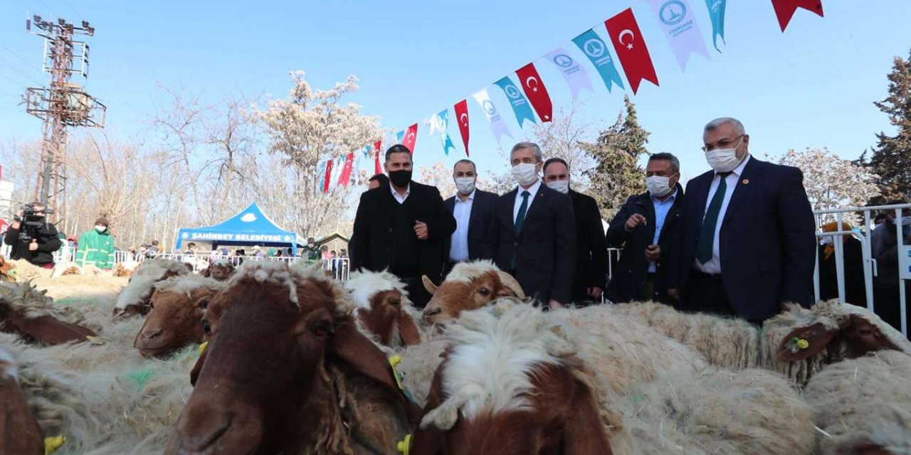 Hayvan yetiştiricilerine küçükbaş hayvan desteği