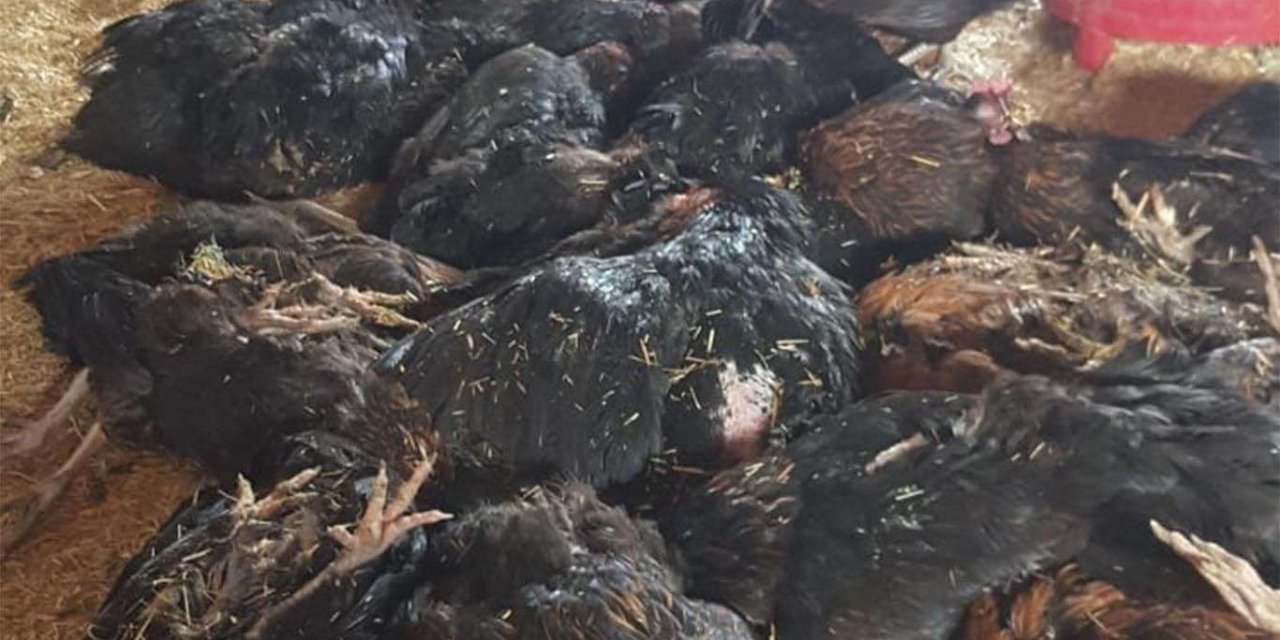 Japan decides to cull 77,000 chickens over new bird flu outbreak