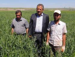 Batmanlı çiftçinin yüzü gülecek